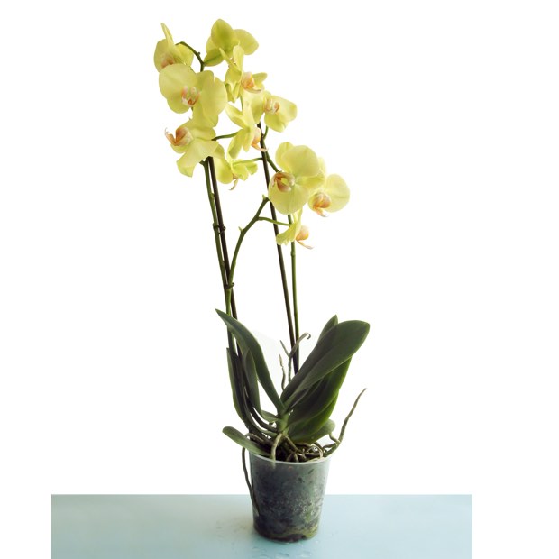pianta di phalenopsis gialla
